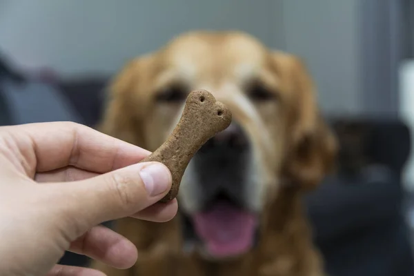 A woman hand holding a dog treat in front of a golden retriever dog