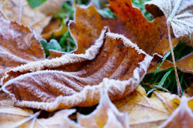 Detaylarla birlikte sonbahar yaprağının üzerindeki buz