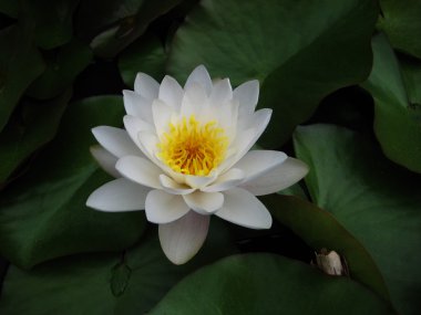 Zambak
