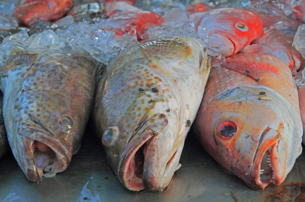 frozen fish on the street market, Phuket island
