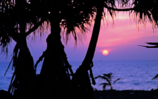 Palmen vor dem Hintergrund des Sonnenuntergangs über dem Meer, Insel Phuket — Stockfoto