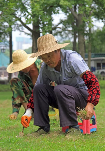 Dos trabajadores están desmalezando el césped en el jardín público de Wuhan —  Fotos de Stock