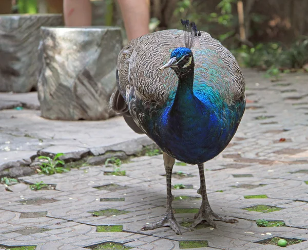 Peacock in park of Chengdu — Stock Photo, Image