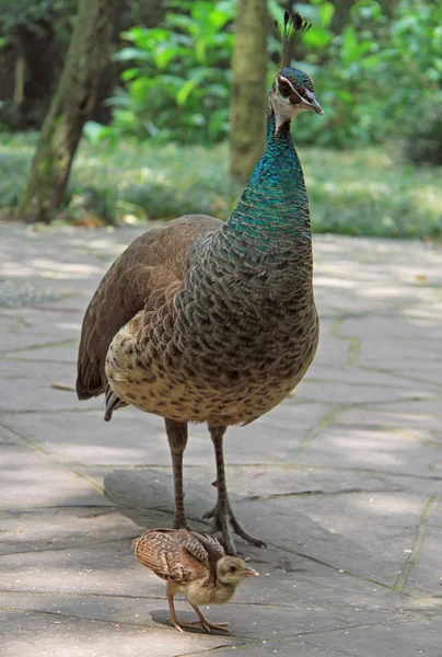 Peacock in park of Chengdu — Stock Photo, Image