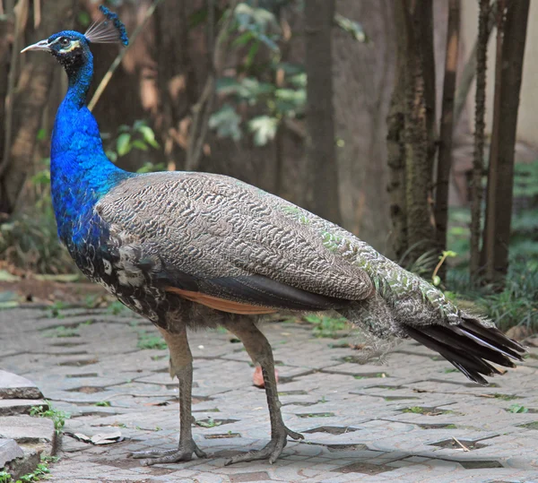 Peacock in park of Chengdu — Stock Photo, Image