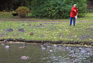 yaşlı kadın Gölde ördekler besleniyor