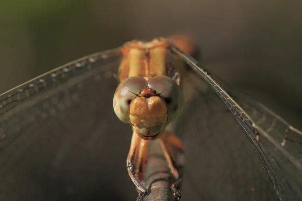 Les yeux de la libellule — Photo