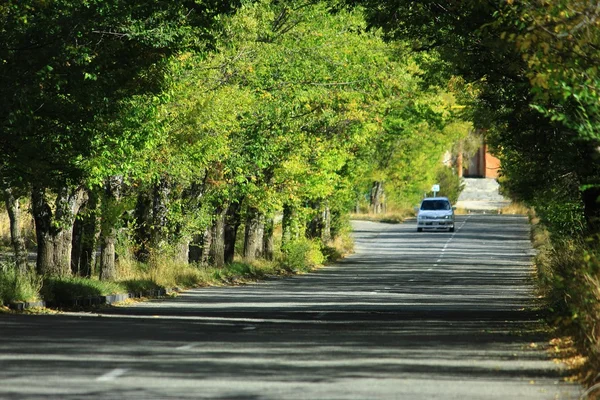 Approximating car in the trees tunnel — Stock Photo, Image