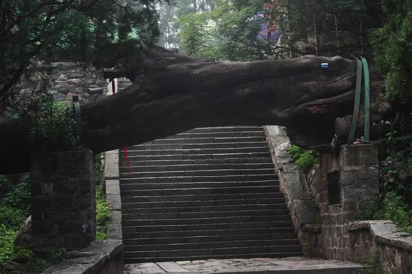 Árvore caindo acima da escada no parque da montanha de Taishan — Fotografia de Stock