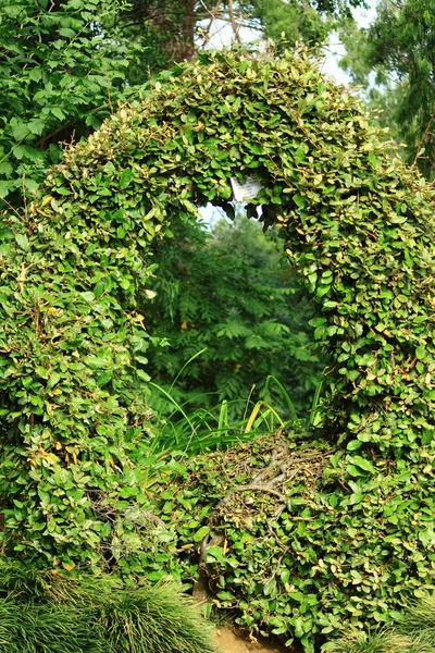 Зеленая дуга листьев в парке, Батуми — стоковое фото