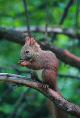 Eurasian red squirrel in forest reserve Krasnoyarsk pillars clipart