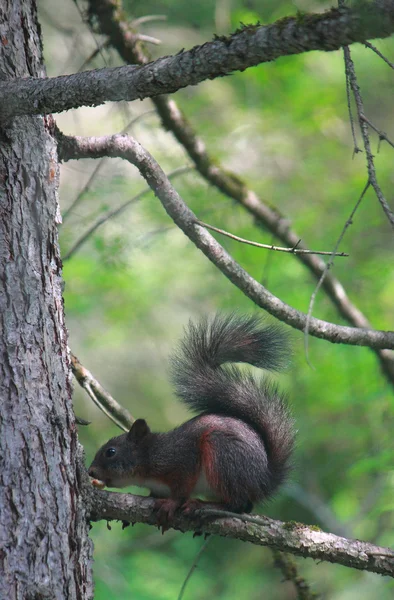 Esquilo vermelho eurasiano na reserva florestal Pilares de Krasnoyarsk — Fotografia de Stock