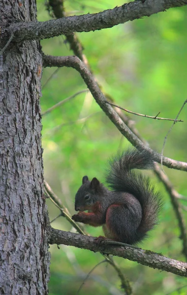 Eurasian red squirrel in forest reserve Krasnoyarsk pillars — Stock Photo, Image