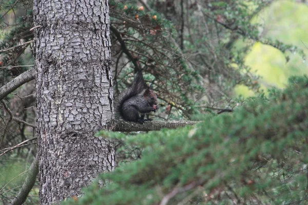 Scoiattolo da orecchio affilato in parco di Sochi — Foto Stock