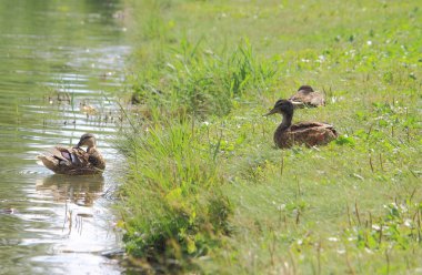 iki yaz, Donetsk ördek