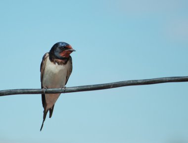 Tel kırlangıcı otur
