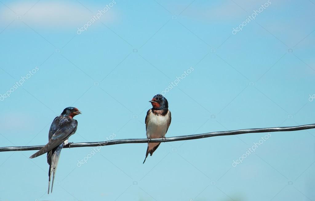 с аэродрома одновременно в противоположных направлениях. две ласточки одновременно вылетели. чертеж задачи в 11 часов из эроодрома вылетела 2 свмолетв одновремна. из 1 гнезда одновременно вылетели в противоположные стороны 2 вороны. рс.