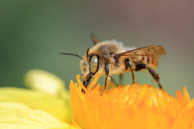 arı polen, makro çekim toplamak