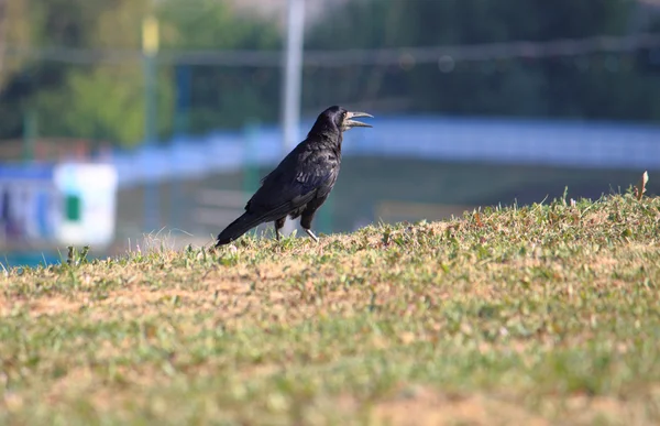 Cuervo con pico abierto a pie en el prado — Foto de Stock