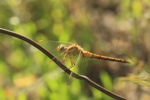 Vážka sit na železnou tyč, makro střelbu — Stock fotografie