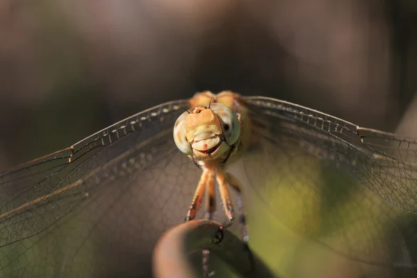 Libélula sentarse en palo de hierro, disparos macro —  Fotos de Stock