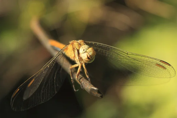 Libelle sitzt auf Eisenstab, Makroschießen — Stockfoto