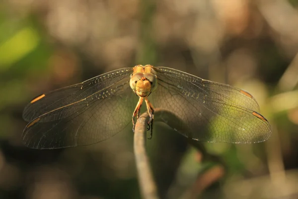 Dragonfly sit on iron stick,macro shooting — Stock Photo, Image