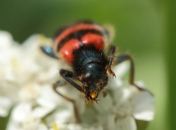 Trichodes apiarius pour recueillir le pollen — Photo