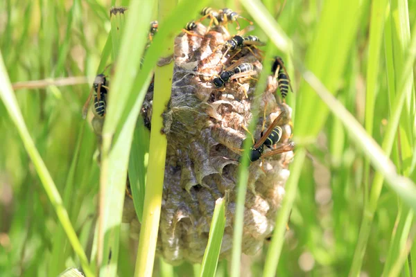 Wasps in vespiary, grass, summer landscape — Stock Photo, Image