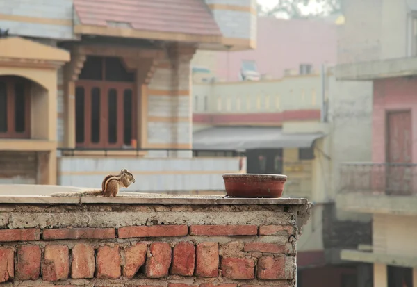 Sincap birşey binanın çatısına yiyor — Stok fotoğraf
