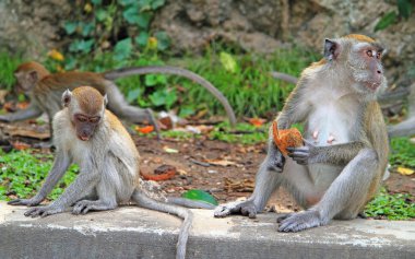 iki maymun beton, Batu mağaraları üzerinde oturuyorsun