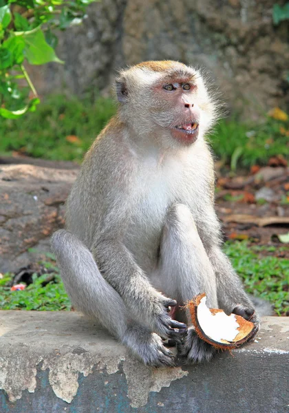 Monkey with piece of coconut — Stock Photo, Image