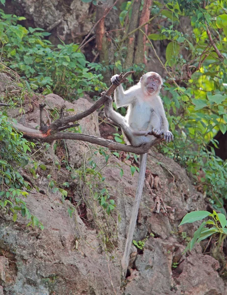 Uzun kuyruklu makak ağaçta oturuyor — Stok fotoğraf