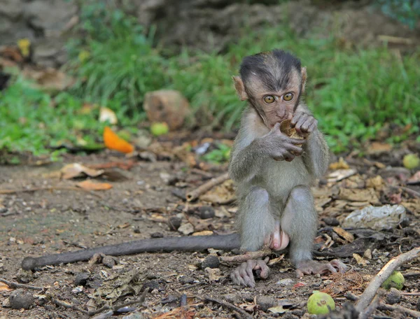 Bebek makak neredeyse Batu mağaraları — Stok fotoğraf