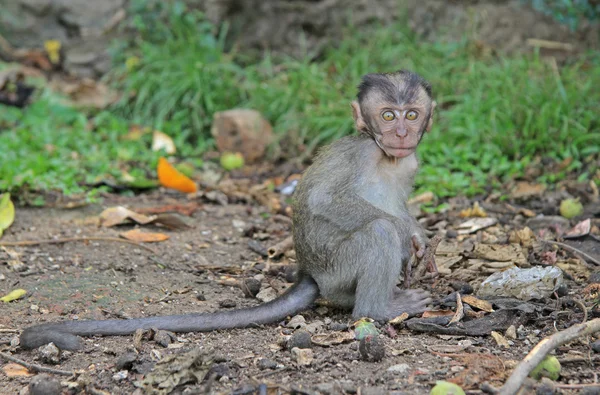 Baby makak nästan Batu caves — Stockfoto