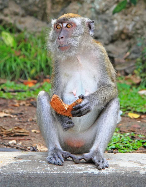Hindistan cevizi parçası ile maymun — Stok fotoğraf