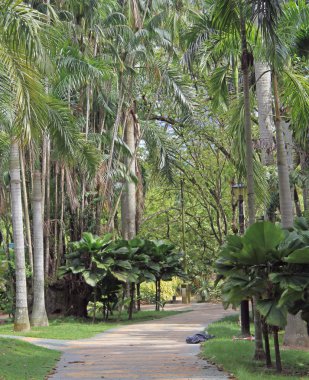 Kuala Lumpur Botanik bahçesinde yol