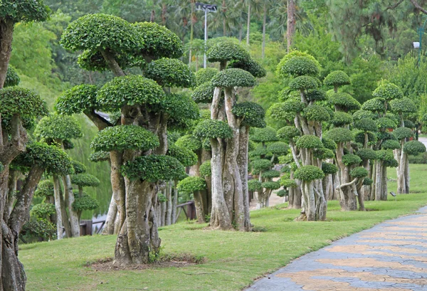 Bonsai ağaçlar Botanik Bahçesi içinde