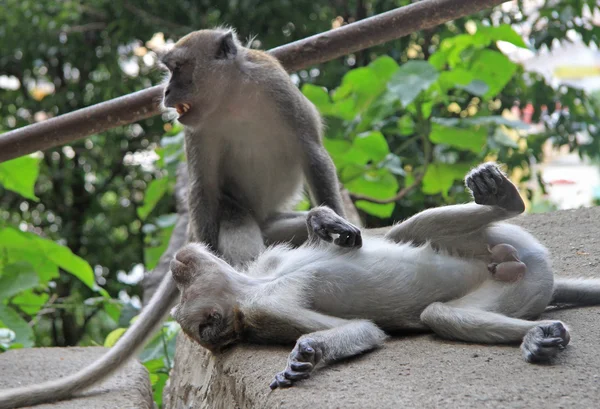 2 macaques、マカク属の手順、バツー洞窟に休んでいます。 — ストック写真