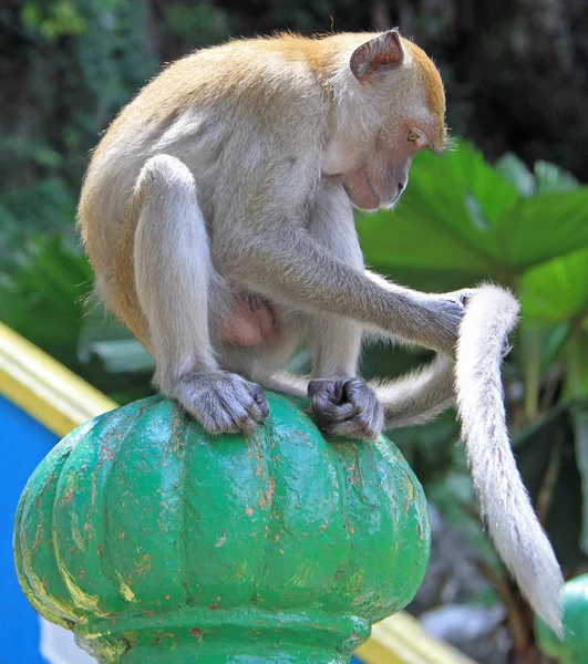 Affe sitzt auf grüner Kugel, Batu-Höhlen — Stockfoto