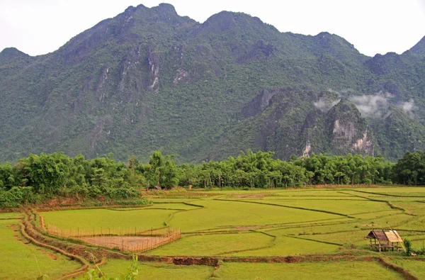A háttérben a mészkőben rizs mező — Stock Fotó