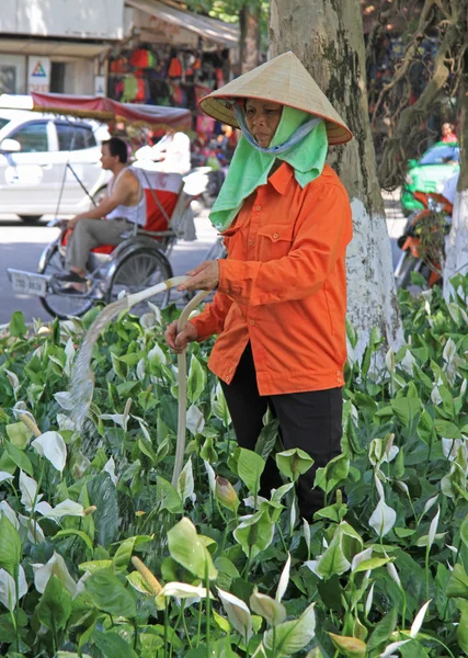 Žena je lití květina na ulici v Hanoji, Vietnam — Stock fotografie