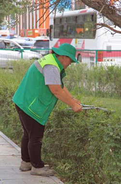 worker is cutting the branches of bush by pruner