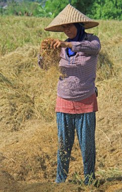 kadın sahada taneleri ayırmak neredeyse Kuta, Endonezya