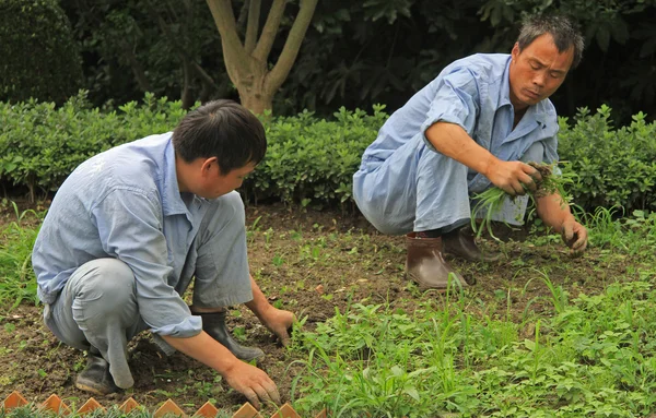 Deux travailleurs désherbent la pelouse dans le jardin public de Shanghai — Photo
