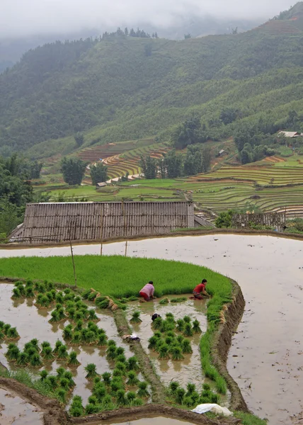 Dvě ženy pracují na rýžové terasy v Catcat vesnici — Stock fotografie