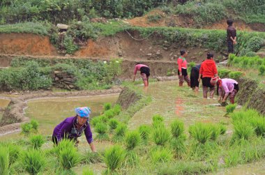 insanlar paddy alan hasat