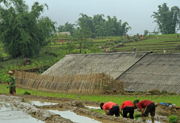 People are harvesting the paddy field — Stock Photo, Image