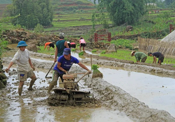 People are cultivating the paddy field — Stock Photo, Image