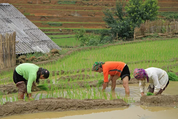 Les gens récoltent la rizière — Photo
